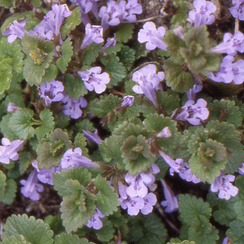 Des images de diff�rentes plantes